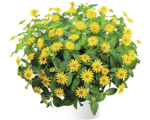 Goldmarie Pflanze im Topf