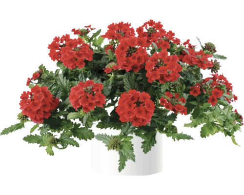 Verbene, Eisenkraut FloraSelf Verbena Vanessa ™ Serie 'Compact Red' Ø 12 cm Topf Verbene Pflanze in weißem Topf
