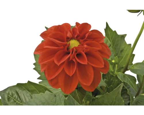 Nahaufnahme einer einzelnen roten Dahlie mit grünen Blättern