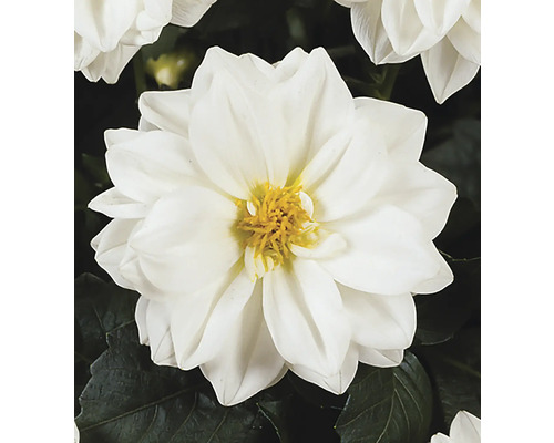 Nahaufnahme einer weißen Dahlienblüte mit gelber Mitte