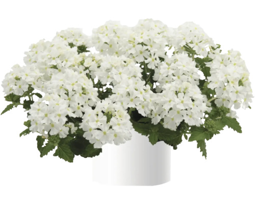 Verbene, Eisenkraut FloraSelf Verbena Vanessa ™ Serie 'Compact White' Ø 12 cm Topf