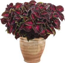 Coleus Pflanze in einem Topf