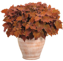Coleus Pflanze in einem Terrakottatopf