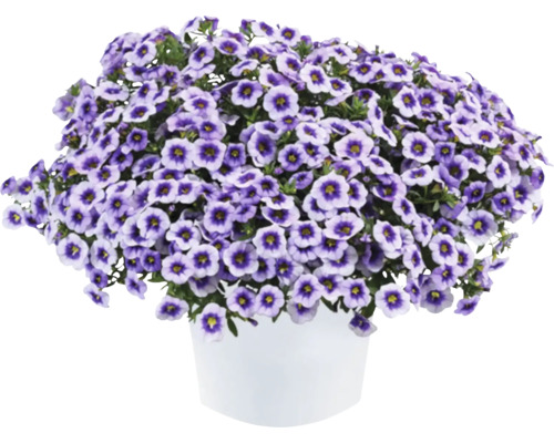 Zauberglöckchen, Minipetunie FloraSelf Calibrachoa 'Eyeconic Purple' Ø 12 cm Topf
