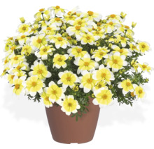 Tagetes in einem Topf mit gelb-weißen Blüten