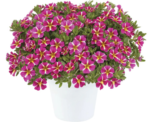 Zauberglöckchen, Minipetunie FloraSelf Calibrachoa Colibri-Serie 'Pink Bling' Ø 12 cm Topf