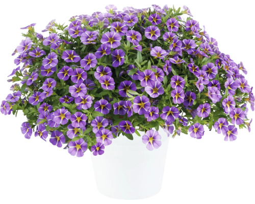 Zauberglöckchen, Minipetunie FloraSelf Calibrachoa Colibri-Serie 'Purple Bling' Ø 12 cm Topf