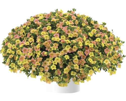 Zauberglöckchen, Minipetunie FloraSelf Calibrachoa 'Ombre Yellow' Ø 12 cm Topf