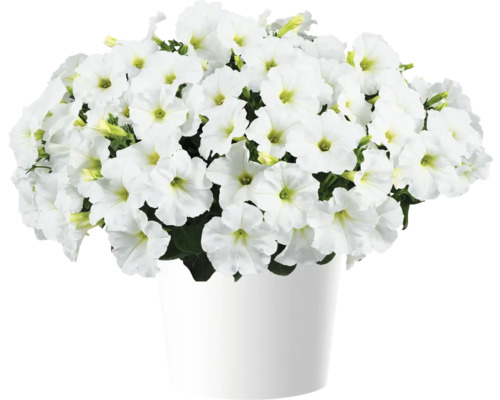 Petunie FloraSelf Petunia CAPELLA™ Serie 'White Impr.' Ø 12 cm Topf