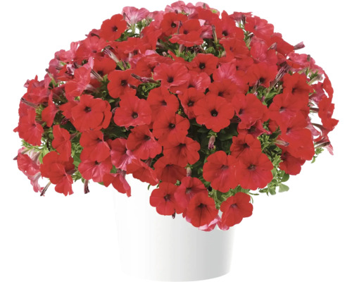 Petunie FloraSelf Petunia CAPELLA™ Serie 'Ruby Red Impr.' Ø 12 cm Topf