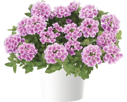 Verbene, Eisenkraut FloraSelf Verbena Vanessa ™ Serie 'Compact Rosa' Ø 12 cm Topf Verbene Pflanze in weißem Topf