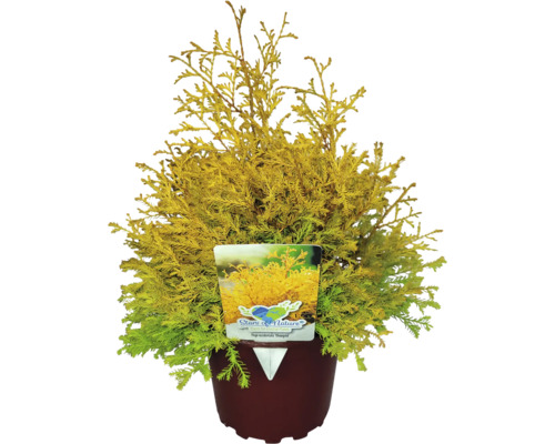Gold-Lebensbaum FloraSelf Thuja occidentalis 'Rheingold' H 20-30 cm Co 2 L