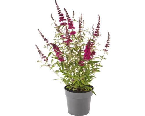 Schmetterlingsflieder im Topf