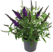 Sommerflieder, Schmetterlingsflieder Buddleja davidii Summer Kids ® Leni' H 60-70 cm Co 7,5 L-thumb-2 Sommerflieder, Schmetterlingsflieder Buddleja davidii Summer Kids ® Leni' H 60-70 cm Co 7,5 L-thumb-2