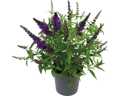 Schmetterlingsstrauch im Topf