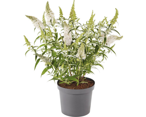 Schmetterlingsflieder im Topf