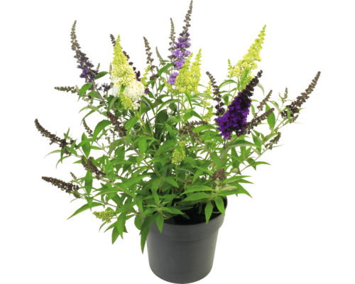 Schmetterlingsflieder in einem Topf