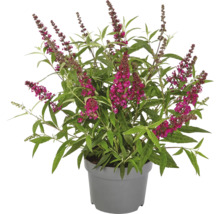 Sommerflieder, Schmetterlingsflieder Buddleja davidii 'Summer Teens ® Mats Magic Red' H 30-40 cm Co 3 L