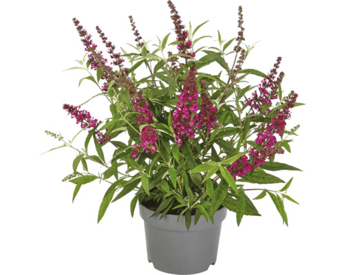 Schmetterlingsstrauch im Topf mit Blüten und Blättern