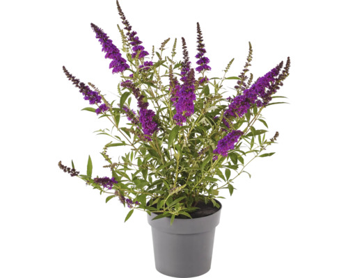 Schmetterlingsflieder im Topf