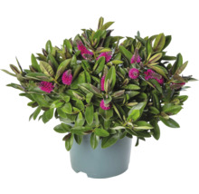 Hebe-Strauch mit rosa Blüten im Topf