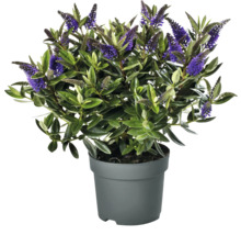Hebe im Topf mit grünen Blättern und violetten Blüten