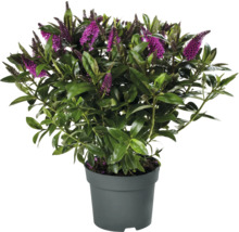 Hebe Strauch mit violetten Blüten im Topf