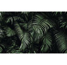 Nahaufnahme von tropischen Palmblättern