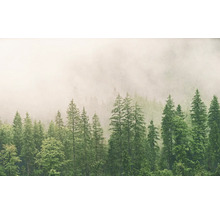 Nadelwald im Nebel