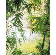 Bambuspflanzen mit Wasserfall im Hintergrund