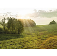 Landschaft mit Wiesen, Bäumen und Sonnenstrahlen