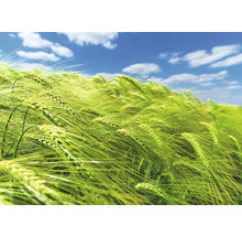 Feld mit Getreideähren vor blauem Himmel