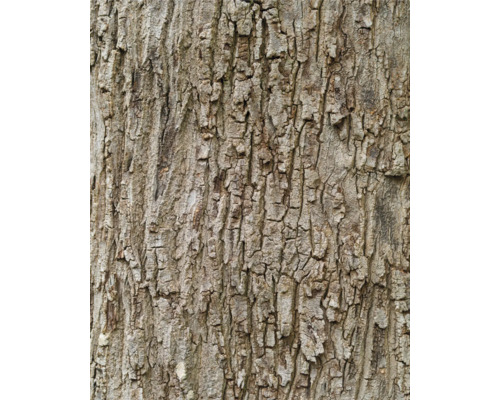 Fototapete Vlies Digitaldruck 363777 Magic Walls Rinde braun 4-tlg. 212 x 265 cm Fototapete Vlies Digitaldruck 363777 Magic Walls Rinde braun 4-tlg. 212 x 265 cm