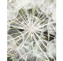 Nahaufnahme einer Pusteblume
