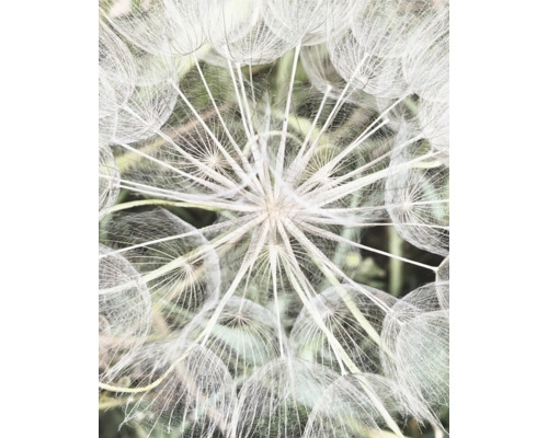 Fototapete Vlies Digitaldruck 364101 Magic Walls Pusteblume 4-tlg. 212 x 265 cm Fototapete Vlies Digitaldruck 364101 Magic Walls Pusteblume 4-tlg. 212 x 265 cm