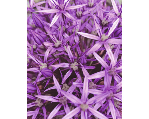 Fototapete Vlies Digitaldruck 364125 Magic Walls Blumen lila 4-tlg. 212 x 265 cm