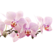 Nahaufnahme einer Orchideenblüte