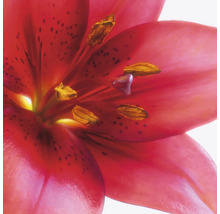 Nahaufnahme einer roten Lilienblüte mit gelben Staubgefäßen