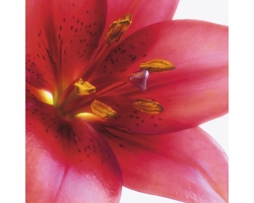 Fototapete Vlies Digitaldruck 890051 Magic Walls Blüte rot 5-tlg. 265 x 265 cm Fototapete Vlies Digitaldruck 890051 Magic Walls Blüte rot 5-tlg. 265 x 265 cm
