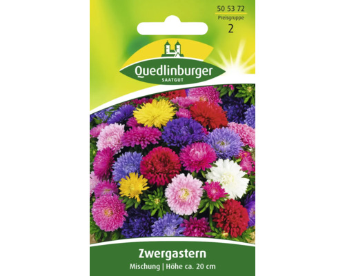 Aster Zwerg Mischung Quedlinburger Blumensamen