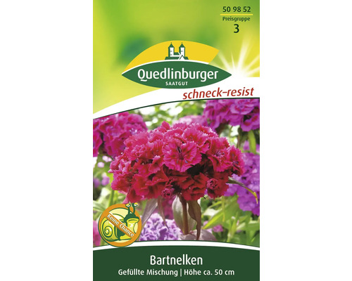 Bartnelke 'Gefüllte Mischung' Quedlinburger Blumensamen