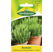 Rosmarin-Saatgut von Quedlinburger