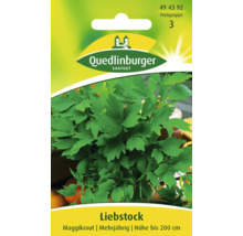 Liebstöckel Saatgut von Quedlinburger, mehrjährig, Höhe bis 200 cm