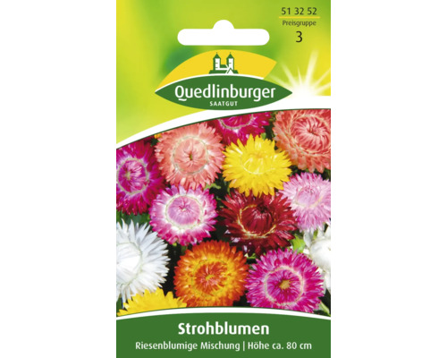 Strohblume 'Riesenblumige Mischung' Quedlinburger Blumensamen