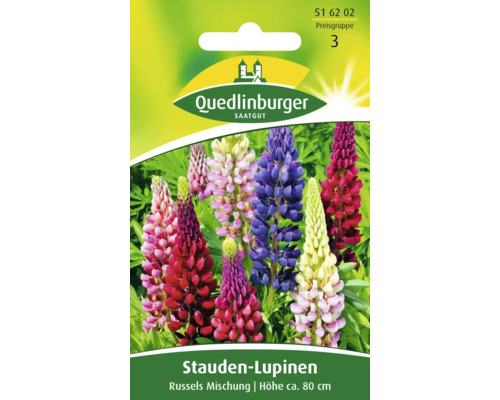 Stauden-Lupine 'Russels Hybrid-Mischung' Quedlinburger Blumensamen