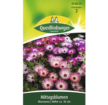 Mittagsblumen-Samen von Quedlinburger Saatgut, Mischung, Höhe circa 10 cm