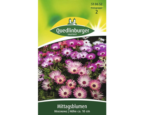 Mittagsblume Mischung Quedlinburger Blumensamen