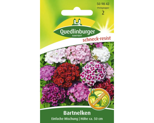 Bartnelke 'Einfache Mischung' Quedlinburger Blumensamen