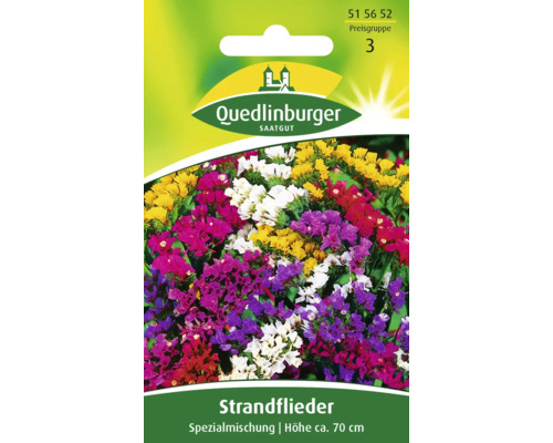 Strandflieder 'Spezialmischung' Quedlinburger Blumensamen