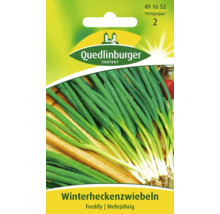 Winterheckenzwiebel-Samenpackung von Quedlinburger